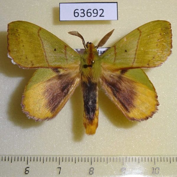 Lasiocampidae Radhica elisabethae Thailand
