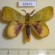 63692p Lasiocampidae Radhica elisabethae Thailand $10