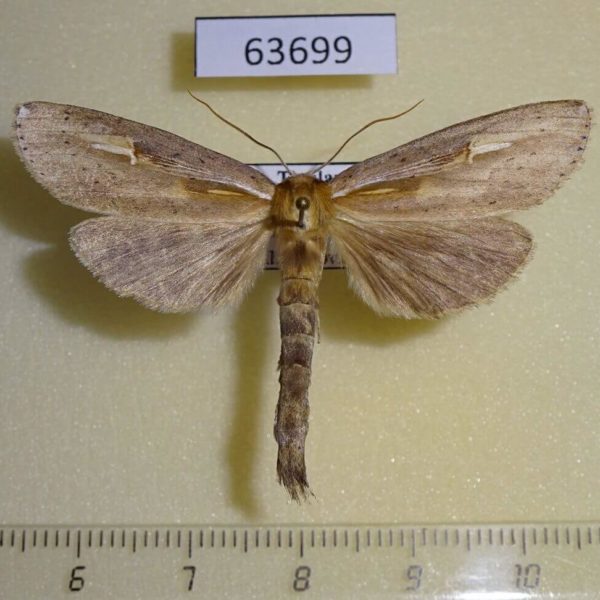 Notodontiidae Niganda strigifascia Thailand