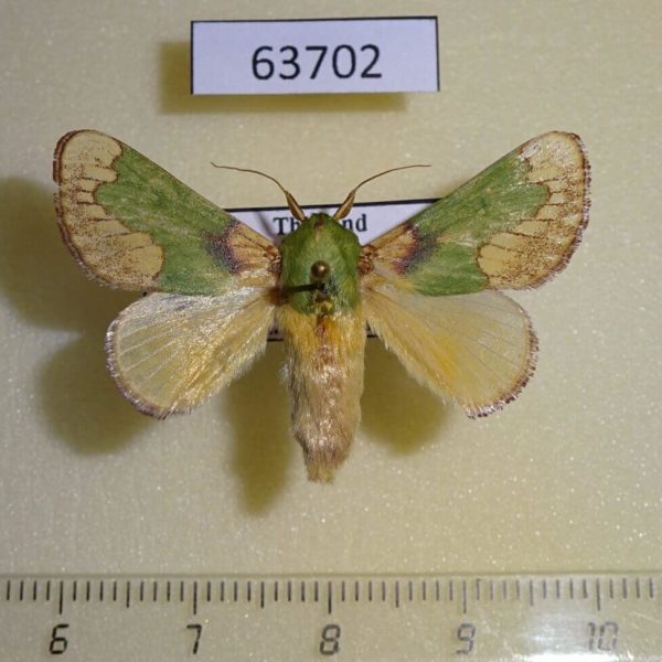 Limacodidae Parasa pastoralis Thailand