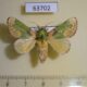 63702p Limacodidae Parasa pastoralis Thailand $8