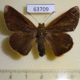 63709p Hesperidae Matapa aria Thailand $7
