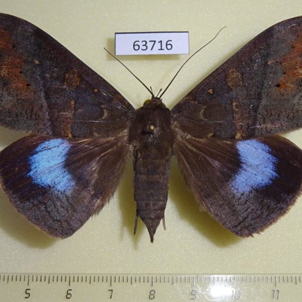 Noctuidae Ischyja inferna f Thailand