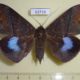 63716p Noctuidae Ischyja inferna f Thailand $20