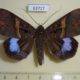 63717p Noctuidae Ischyja inferna Thailand $13