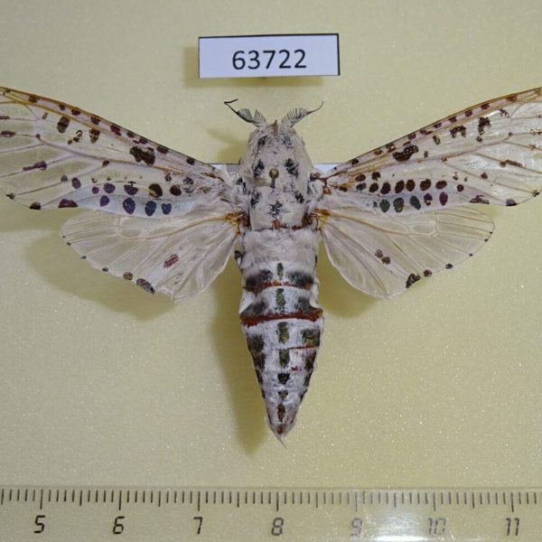 Cossidae Zeuzera indica Thailand