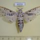 63722p Cossidae Zeuzera indica Thailand $12