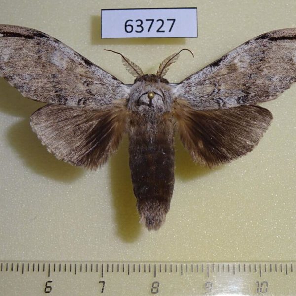 Notodontiidae Stauroplitis apicalis Thailand
