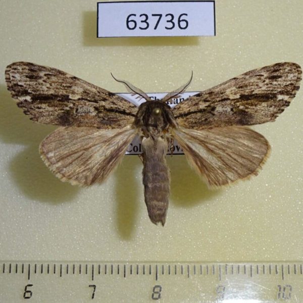 Notodontiidae Hyperaeschra pallida Thailand