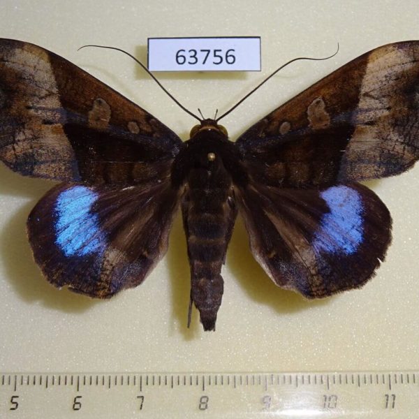 Noctuidae Ischyja hemiphaea Thailand