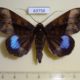 63756p Noctuidae Ischyja hemifaea Thailand $17