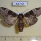 63764p Notodontiidae Chadisra bipartita f Thailand $8