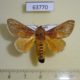 63770p Limacodidae Scopelodes unicolor Thailand $7