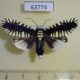 63774p Noctuidae Apsarasa radians Thailand $30