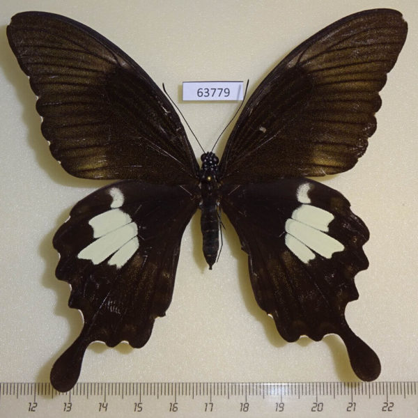 Papilionidae Papilio nephelus chaon f Thailand