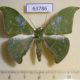 63786p Geometridae Tanaorhinus viridiluteata Thailand $10