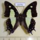 63792p Nymphalidae Polyura arja arja Thailand $12