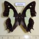 63793p Nymphalidae Polyura arja arja Thailand $10