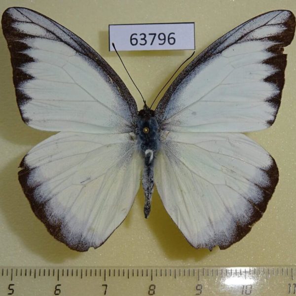 Pieridae Appias lyncida eleonora Thailand