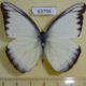 63796p Pieridae Appias lyncida eleonora Thailand $3