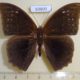 63800p Nymphalidae Discophora timora timora Thailand $15