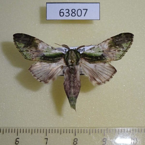 Notodontiidae Shachia vernalis Thailand