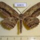 63815p Geometridae Chorodna celebensis Thailand $10