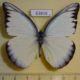 63818p Pieridae Appias lyncida eleonora Thailand $5