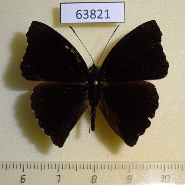 Nymphalidae Rohana parisatis pseudosiamensis Thailand