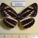 63824p Nymphalidae Neptis cartica burmana Thailand $7