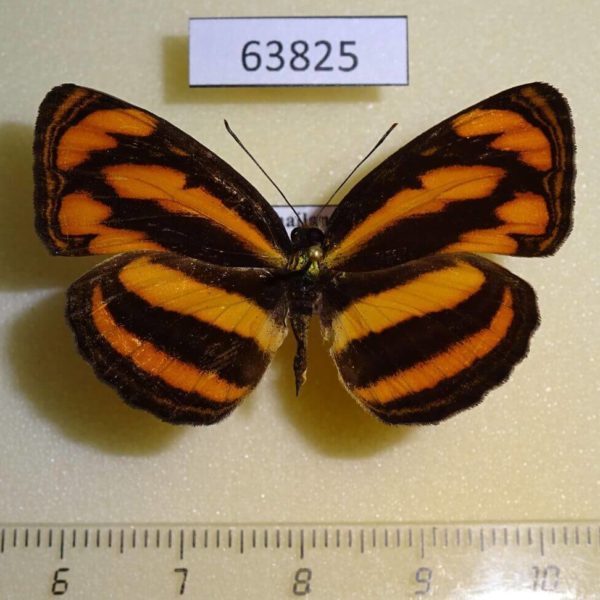 Nymphalidae Pantoporia paraka paraka Thailand
