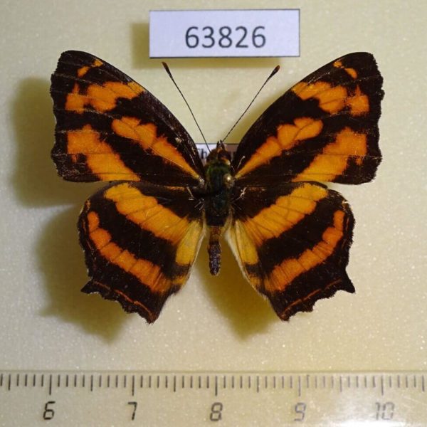 Nymphalidae Symbrenthia lilaea lilaea Thailand