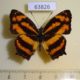 63826p Nymphalidae Symbrenthia lilaea lilaea Thailand $5