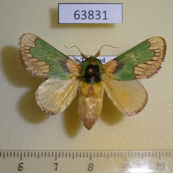 Limacodidae Parasa pastoralis Thailand