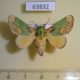 63832p Limacodidae Parasa pastoralis Thailand $9