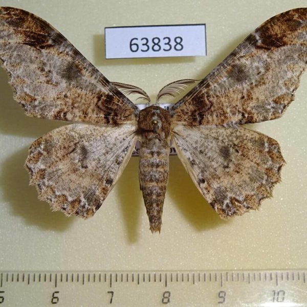 Geometridae Amraica recursaria Thailand