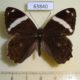 63840p Satyridae Lethe confusa Thailand $6