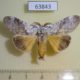 63843p Lymantridae Calliteara nilgirica Thailand $8