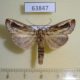 63847p Notodontiidae Niganda radialis Thailand $9