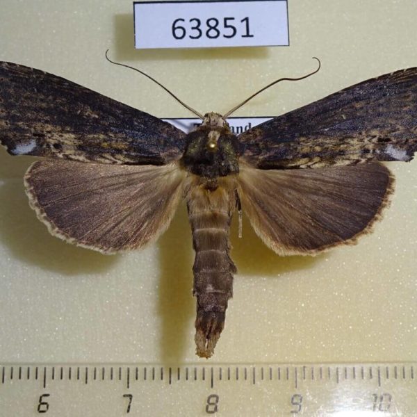 Notodontiidae Ortholomia xylinata Thailand