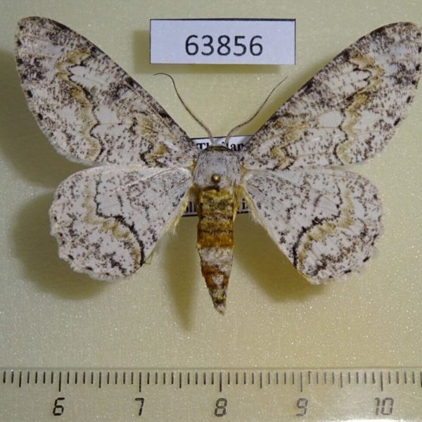 Geometridae Cusiala boarmoides Thailand
