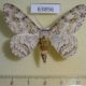 63856p Geometridae Cusiala boarmoides Thailand $6