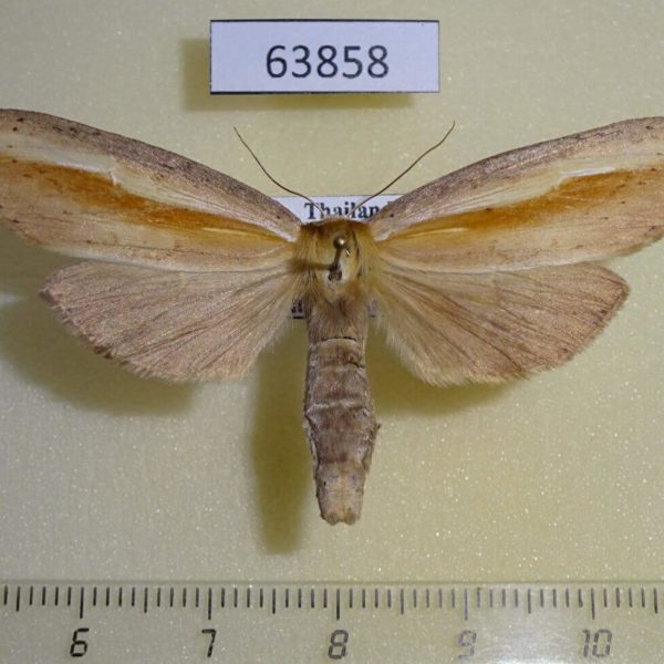 Notodontiidae Niganda strigifascia f Thailand