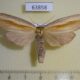63858p Notodontiidae Niganda strigifascia f Thailand $12