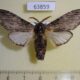 63859p Notodontiidae Teleclita grisea Thailand $9