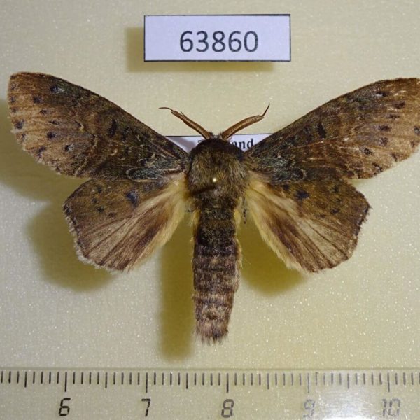 Notodontiidae Neostauropus major Thailand