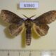 63860p Notodontiidae Neostauropus major Thailand $8