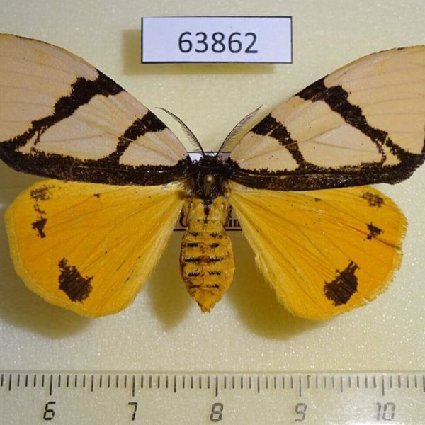 Lymantridae Numenes siletti f Thailand