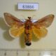 63866p Limacodidae Scopelodes unicolor Thailand $7