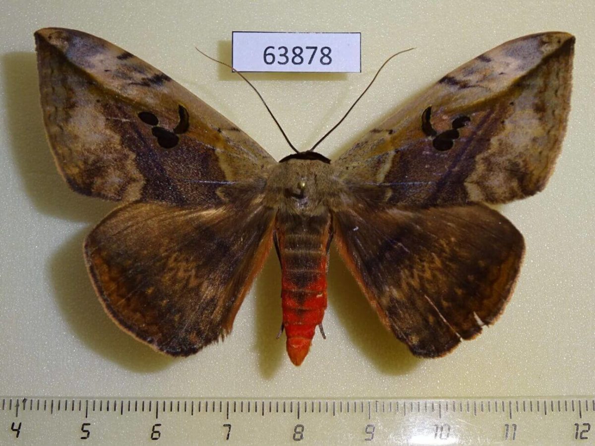 Vesper Insect Noctuidae Hypopyra vespertilio Thailand - Fareastinsects